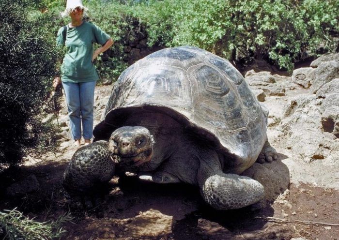 Самая большая черепаха