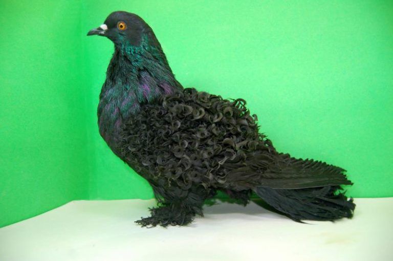 Кучерявые голуби. Породы кудрявых голубей. Frillback pigeon порода голубей. Кудрявые голуби. Кудрявые голуби.