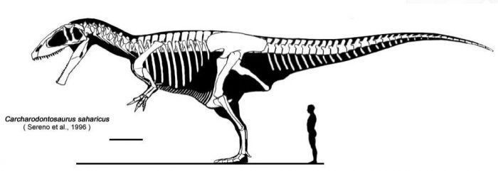 Кархародонтозавр и человек