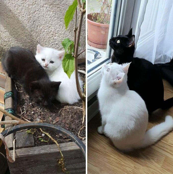 Белый кот и черная кошка