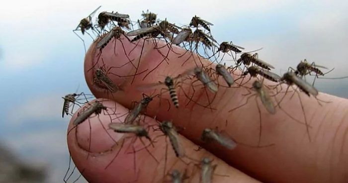 Комары на пальцах