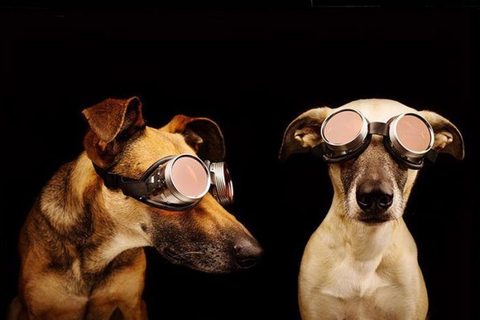 Две собаки в очках
