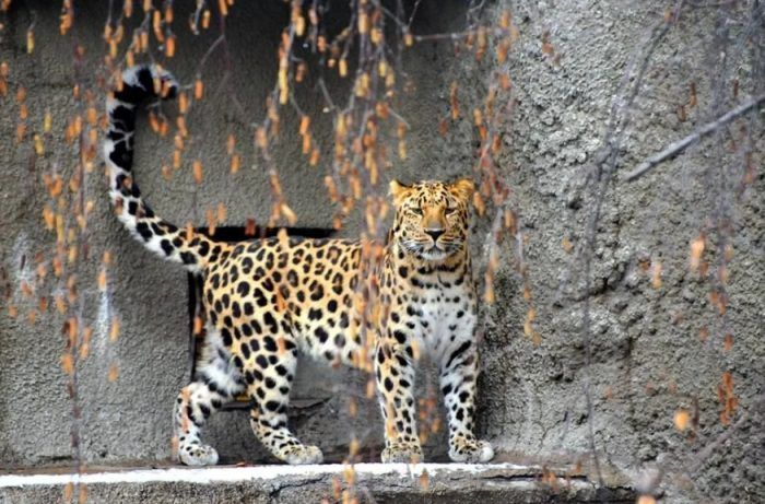 Леопард в зоопарке
