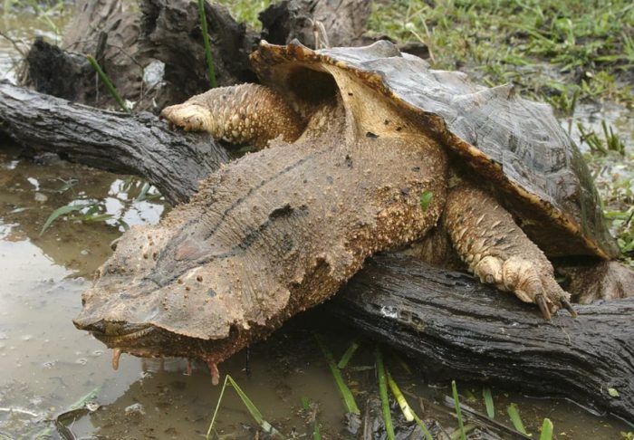 Черепаха Матамата