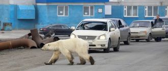 Белый медведь в Норильске