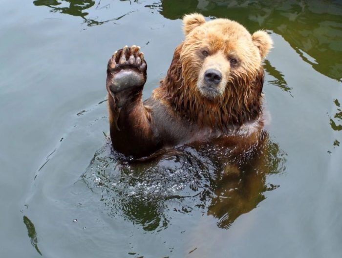 Медведь в воде машет лапой
