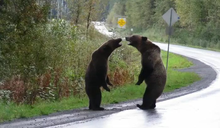 Два медведя разговаривают