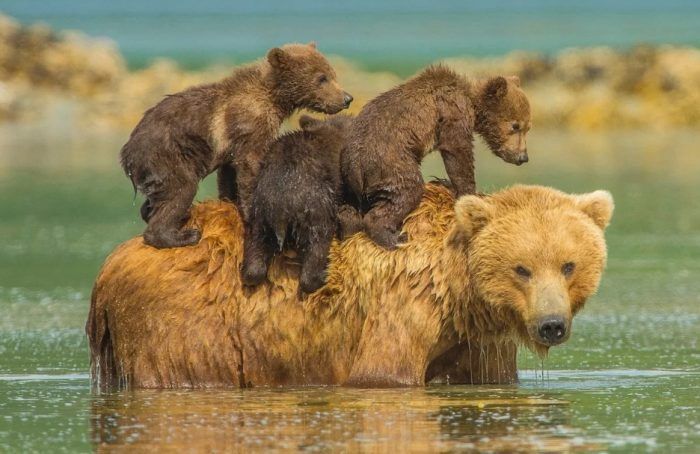 Медведица с малышами