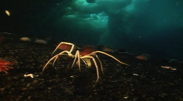 Морской паук на дне моря