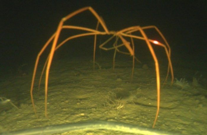 Морской паук на дне в воде