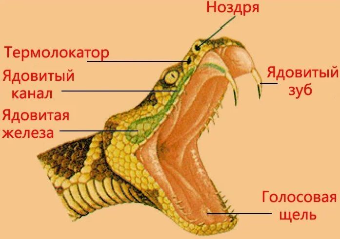 Внешнее строение змей картинки