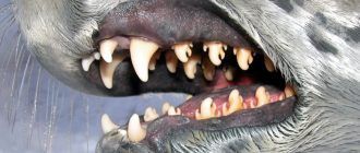 Зубы тюленя-крабоеда