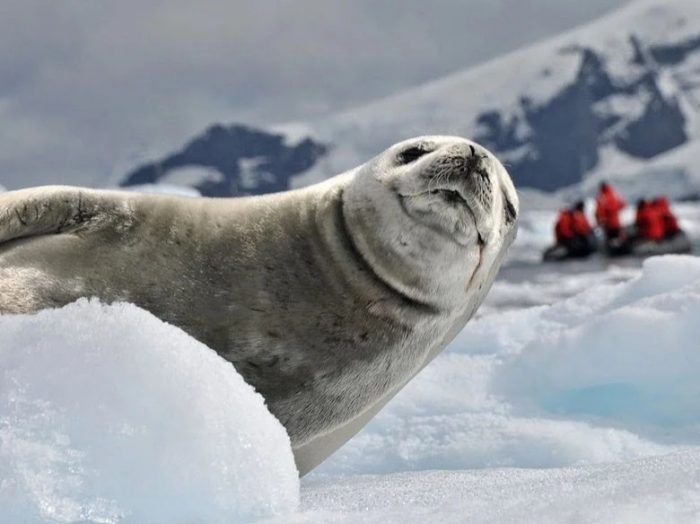Тюлень-крабоед смотрит