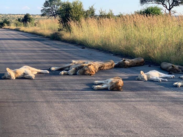 Львы на дороге