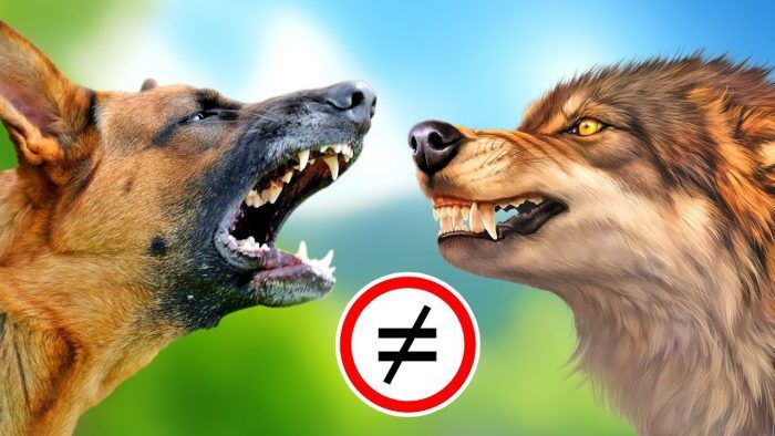 Волк и собака