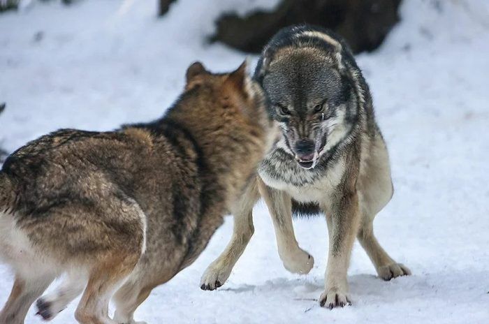 Борьба волков