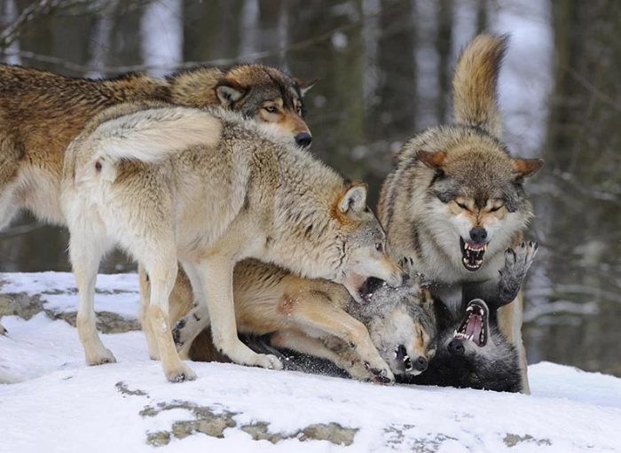 Борьба волков