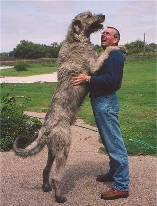 Большая собака