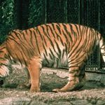 Каспийский тигр