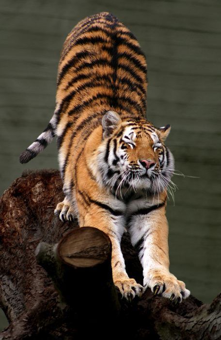 Сибирский тигр