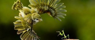 Борьба богомола и птицы