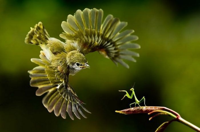Борьба богомола и птицы