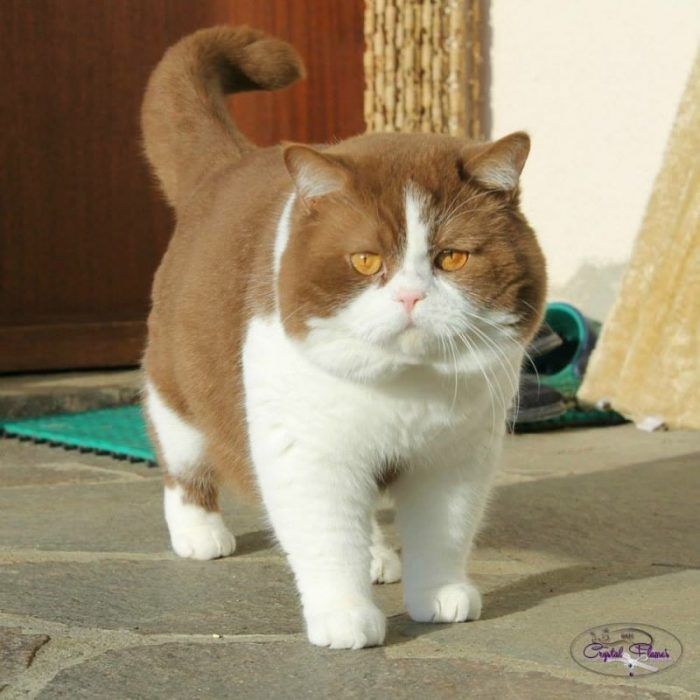 Толстенький котик