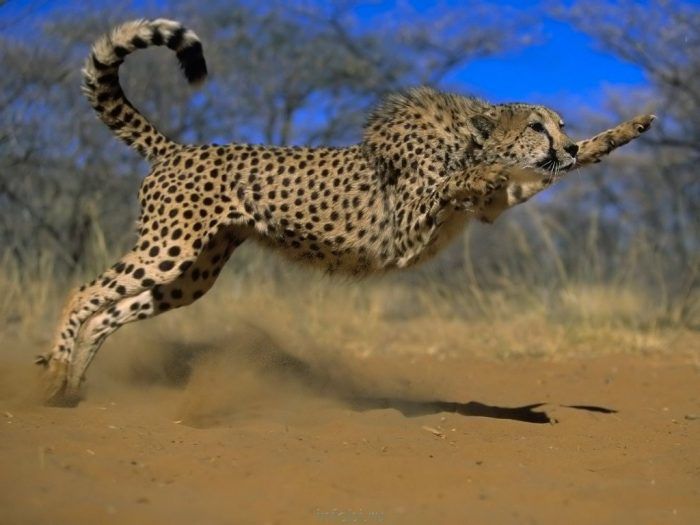Какая кошка не умеет рычать ягуар или леопард