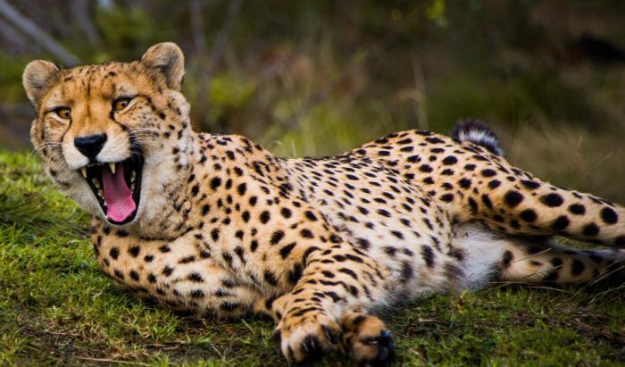 Какая кошка не умеет рычать ягуар или леопард