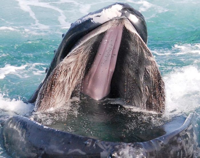 Горбатый кит в воде