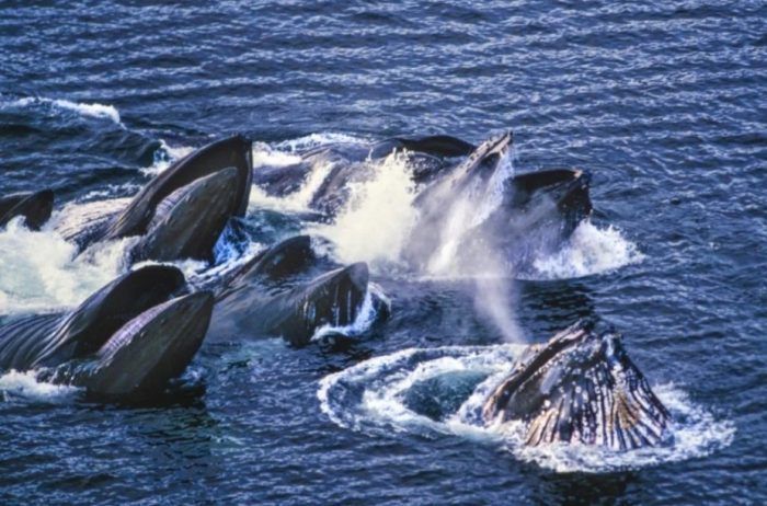 Синий океан и киты