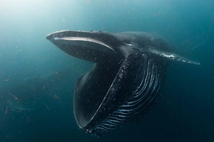 Огромная пасть кита