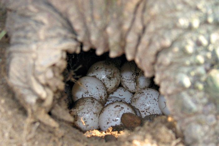 Яйца каймановой черепахи