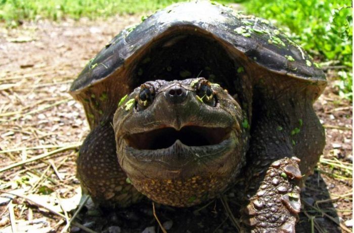 Самая красивая черепаха в мире фото