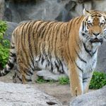 Тигр с белой грудкой