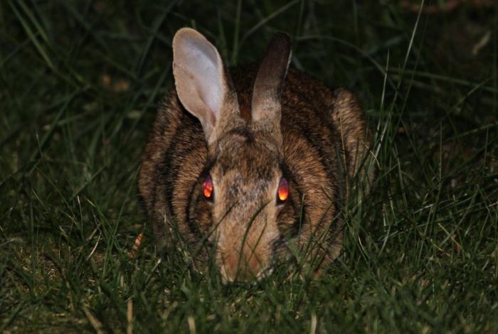 Красные глаза у кролика