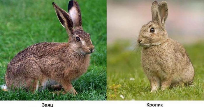 Отличие кролика от зайца