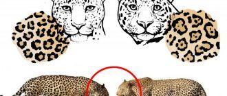Отличия ягуара и леопарда