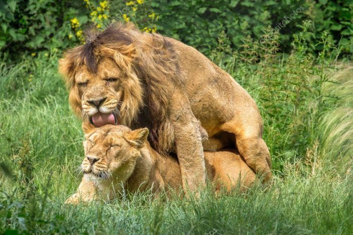 Спаривание льва с самкой