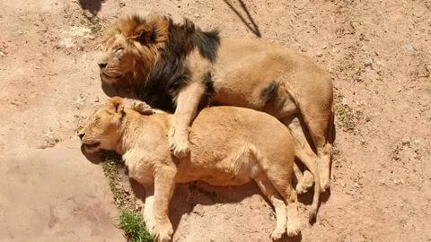 Лев и беременная львица