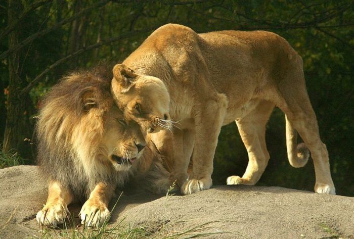 Общение львов