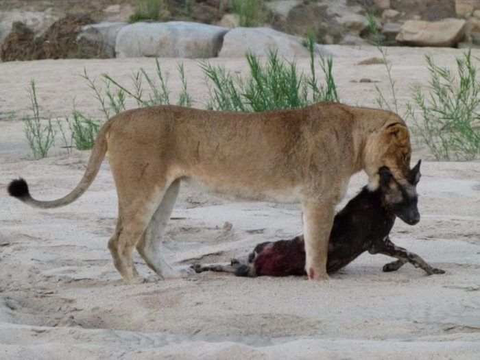 Львица поймала дикую собаку