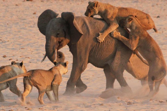 Охота на слона