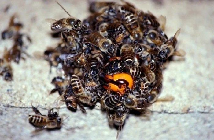 Пчелы атакуют шершня