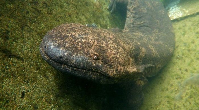 Лицо саламандры под водой