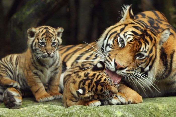 Семья тигров