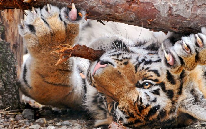 Тигр ест дерево