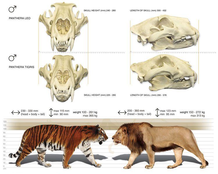 Сравнение тигра и льва
