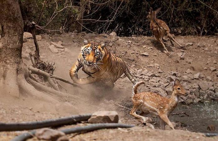 Тигр охотится