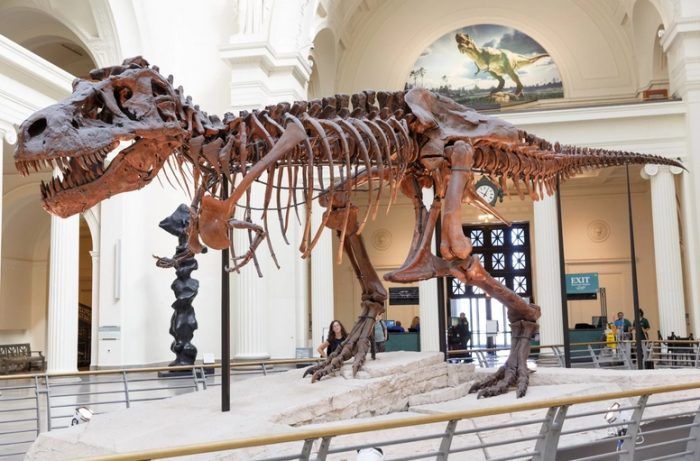 Полный скелет Тираннозавра